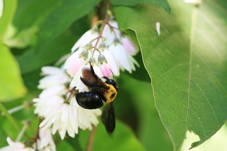 2010.06.16 和泉川 クマバチ