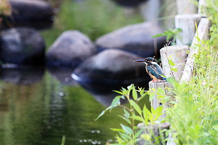 2010.08.05　和泉川　カワセミ