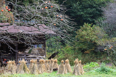 2010.11.18　和泉川　柿