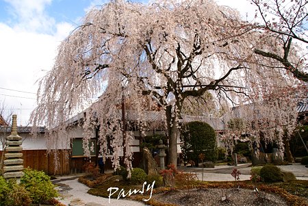 しだれ桜・・本満寺