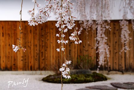 しだれ桜・・本満寺3