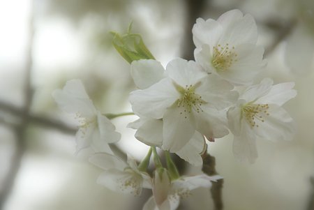 真っ白な桜・・
