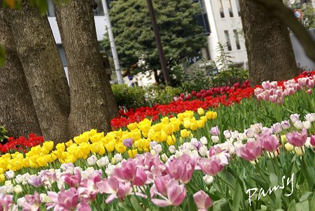横浜公園のチューリップ・・3