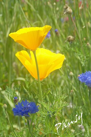 お花畑のyellow..