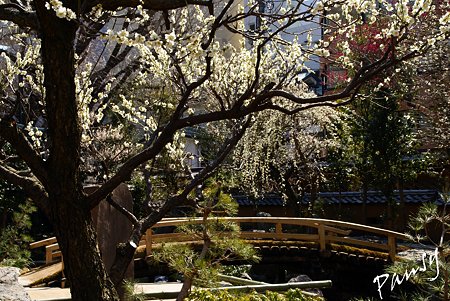 梅咲く・・湯島天神・・8