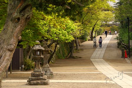 若葉の円覚寺・・7