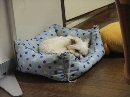 スヤスヤ・・・