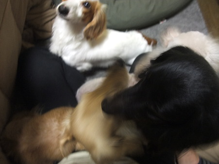 4頭が膝に・・・