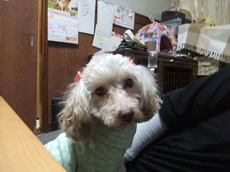 小春のお見合い開始