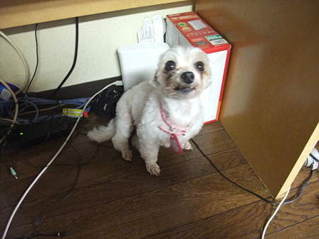 今は私の足元で待機中~