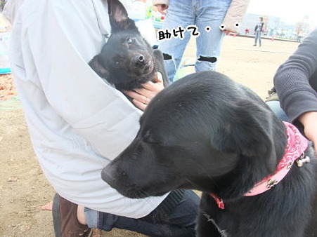 ヘルプミー