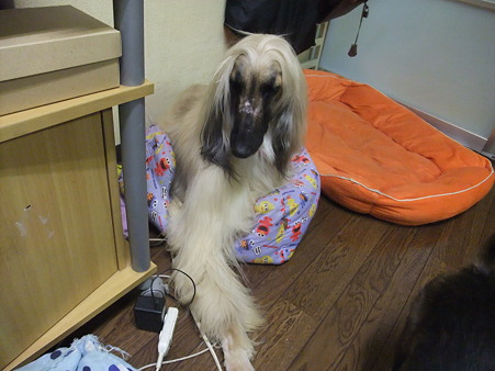 狭いわ!