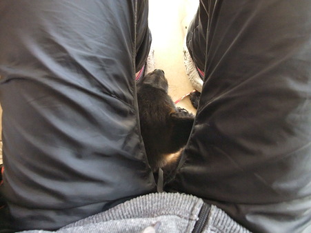 避難するうた