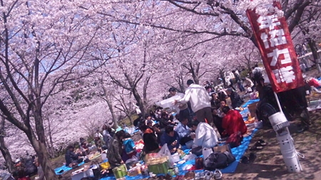 復興支援お花見大会 (6)
