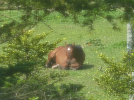 寝起きの馬たち(2)