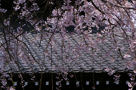 空から枝垂れる糸桜、本覚寺!(100327)