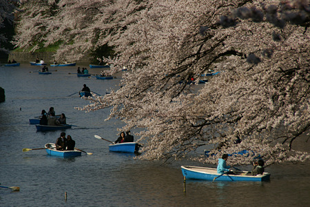 千鳥ヶ淵の桜花見!(100403)