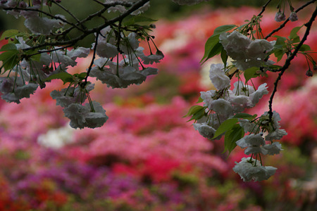 八重桜の花見!(100424)