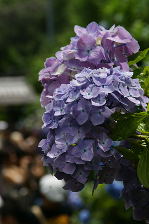 紫陽花の参道、成就院!(100819)