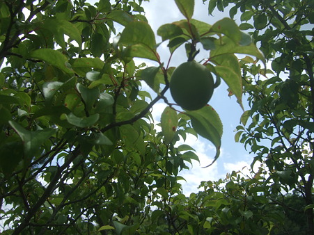 DSCF5166