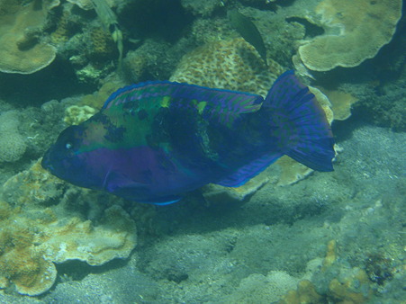 魚 (5)