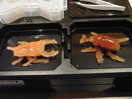 07.カブトムシ、クワガタ、完成！
