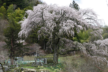 黒船桜 - 03