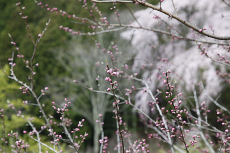 黒船桜 - 05
