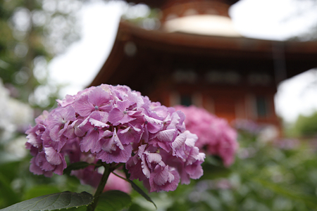 久米寺 - 24