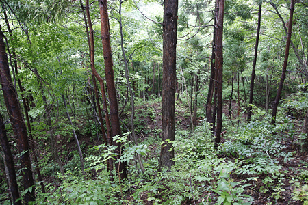 畑谷城 - 11