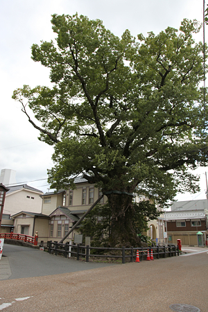 木の根橋 - 1