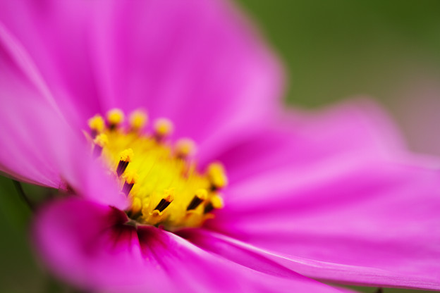 幻想の花