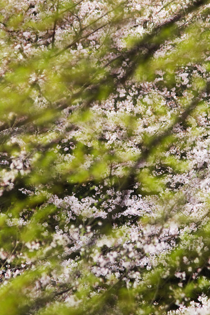 桜吹雪