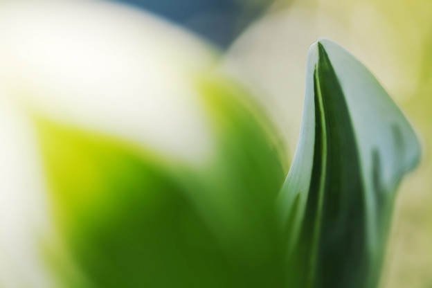 植物の波