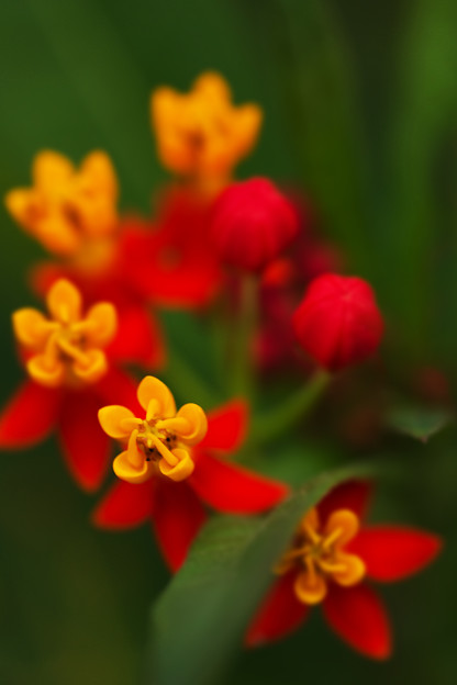 並ぶ花