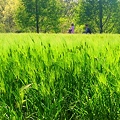 高原の麦畑に初夏の風わたる