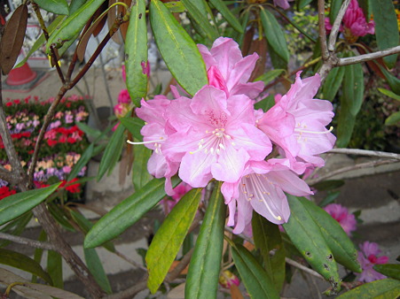 DSCN0698