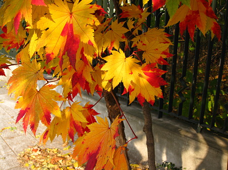 紅葉