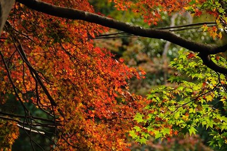 0911181104_DSC_0955