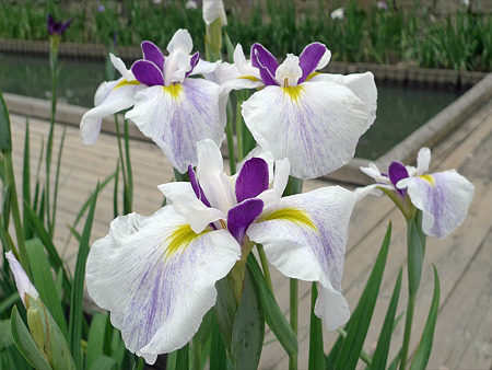 高瀬裏川花しょうぶまつり(4)