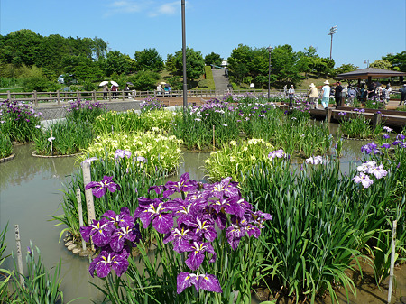 みやこ町豊津運動公園内の花菖蒲公園(3)-2