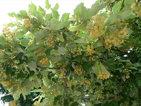 恵光院の菩提樹(3)