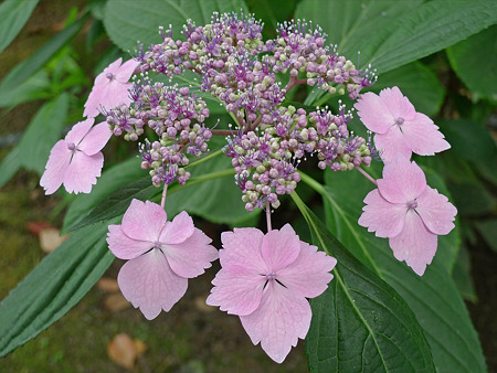 筥崎宮~紫陽花園(5)