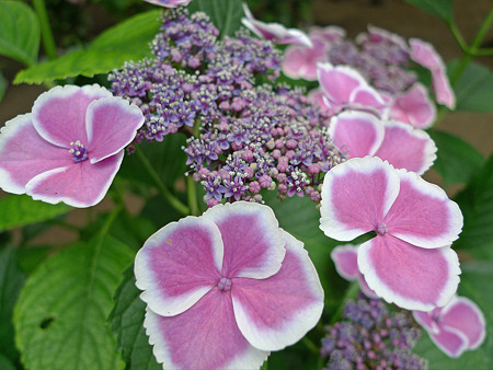 筥崎宮~紫陽花園(19)