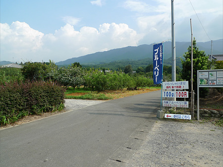 内藤ブルーベリー園(2)
