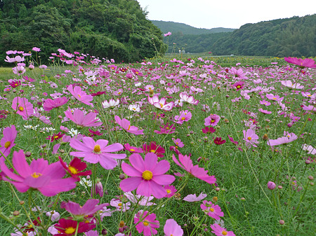 正助ふるさと村(8)