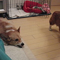 Photos: CIMG0851