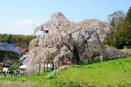 miharutakizakura13