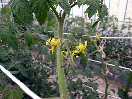 4段目の花