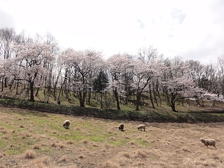 桜と羊